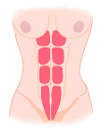 rectos abdominales